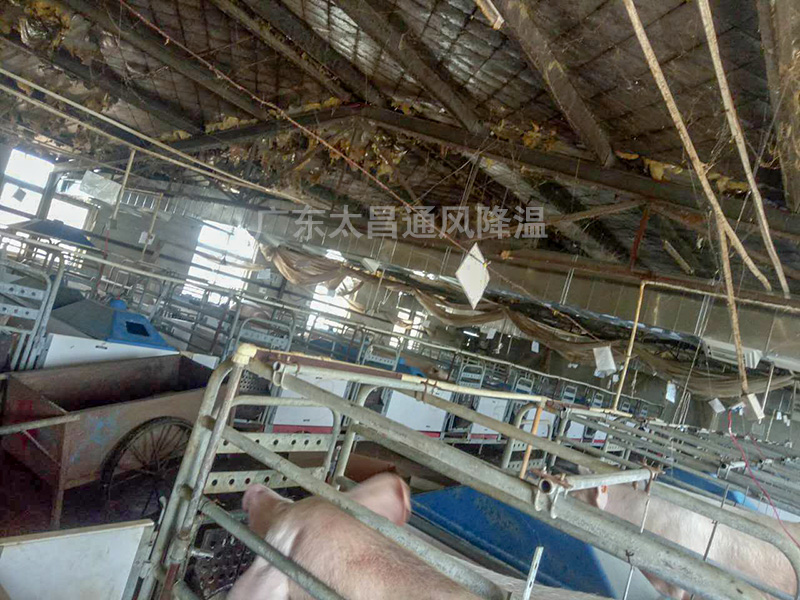 養(yǎng)殖場(chǎng)通風(fēng)降溫3