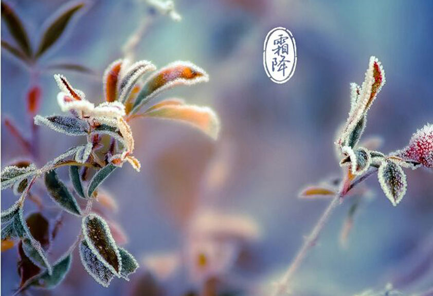  秋意濃、寒氣重、霜降至、重陽到